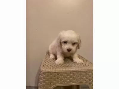 Maltese Yavrularım Uygundur