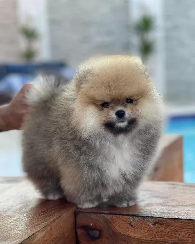 Teddy Bear Pomeranian Yavrulari