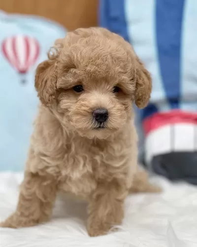Dünya Tatlısı Maltipoo Yavruları
