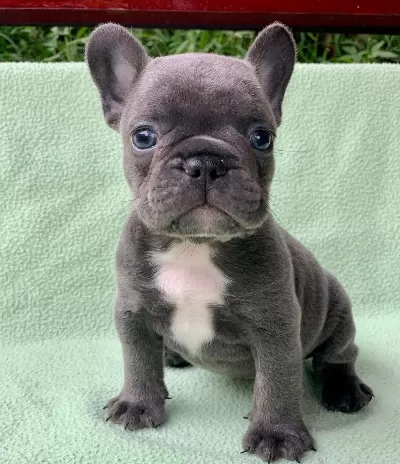 Blue Rench Bulldog Yavruları