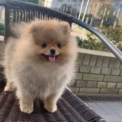 Irk Garantili Pomeranian Yavrulari