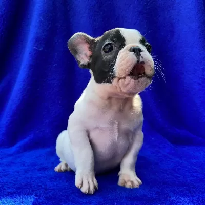 French Bulldog Yavrulari