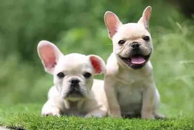Exotic French Bulldog Yavrulari