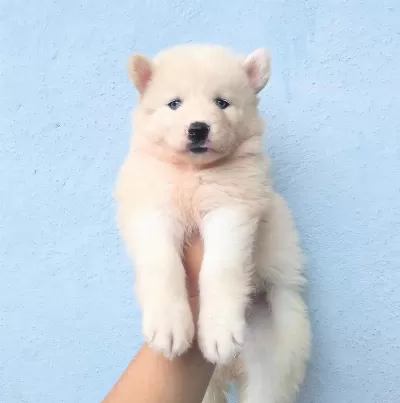 Beyaz Husky Sibirya Yavrulari