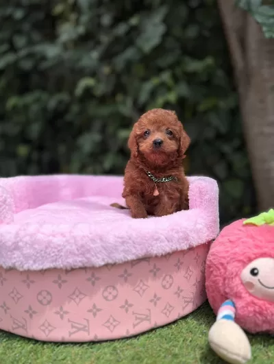 Orjinal Teacüp Poodle