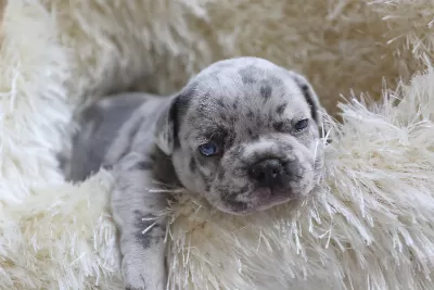 Egzotik French Bulldog Yavrularim Harika Renk Ve Anatomi