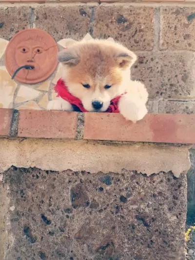 Japon Akita İnu Yavrulari