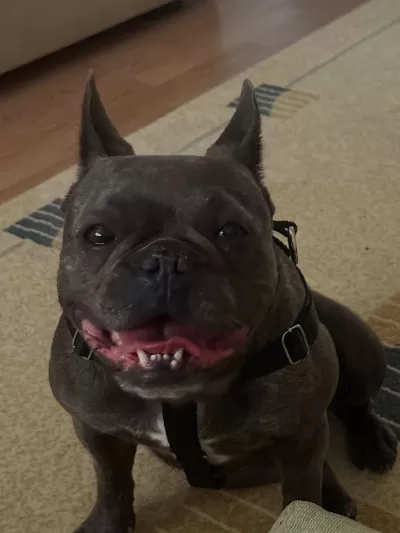 Sevimli Dişi French Bulldog