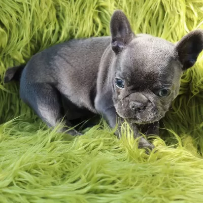 French Bulldog Yavruları