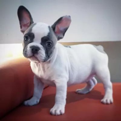 French Bulldog Yavruları