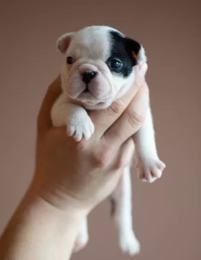 French Bulldog Yavruları