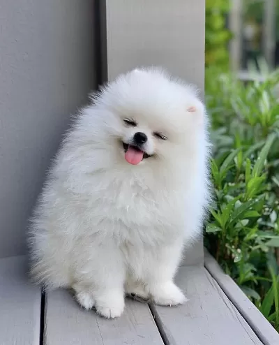 Orjinal Pomeranian Ayı Surat