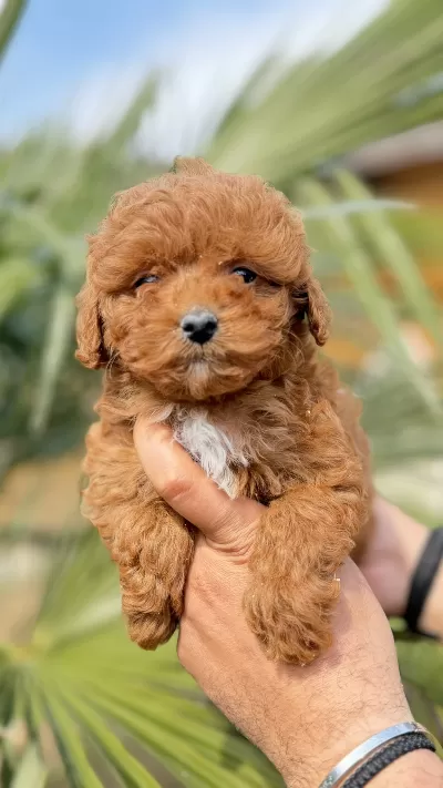 Sakarya Red Toy Poodle Yavrular