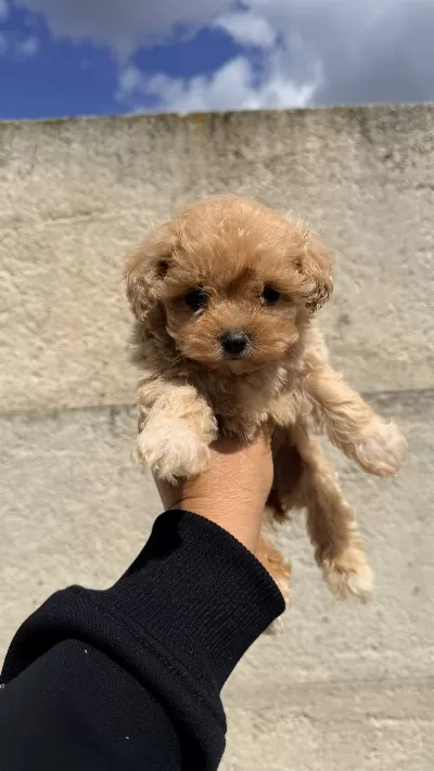 Oyuncak Gibi Güzelliğe Sahip Maltipoo Yavrusu