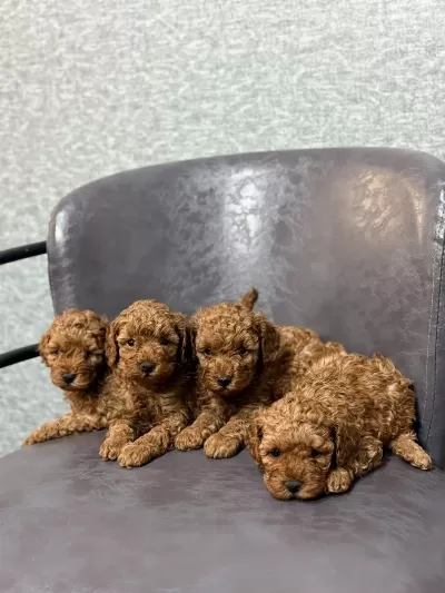 Toy Poodle Kurabiyelerimiz Mezitli