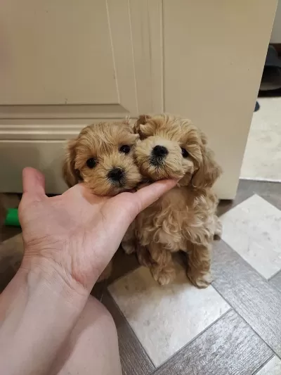 Kore Teacup Boy Maltipoo