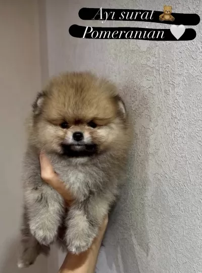 Efsane Pomeranian Boo Babby