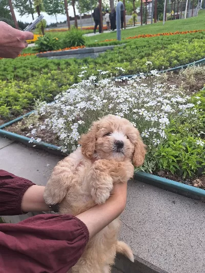 2 Aylık Maltipoo Erkek