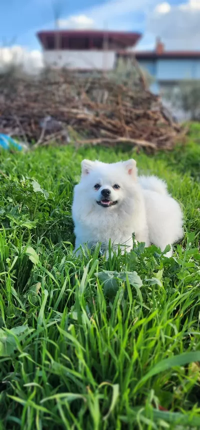 Safkan Pomeranian Boo