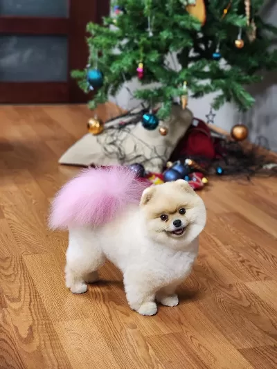 Irk Ve Sağlık Garantili Pomeranian Boo Yavrular