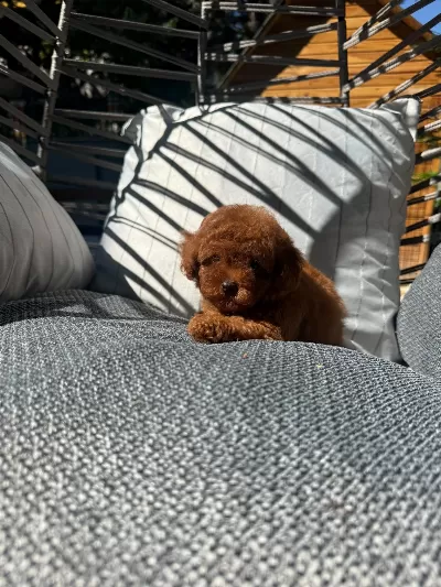 Orjinal Toy Poodle Yavrularımız