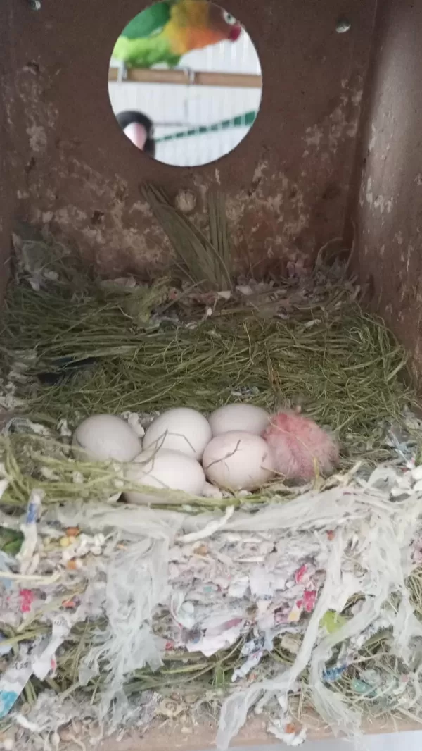 Yavru Alınmış Takım Kuşlarımız