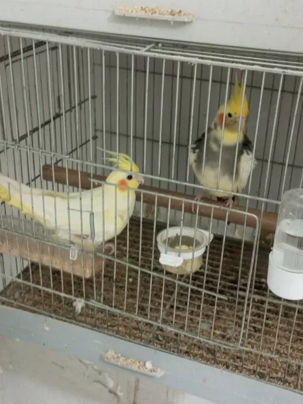Pied Erkek Lutino Dişi Sultan Papağanı