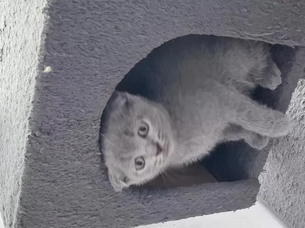 Scottish Fold Prensesler.ilan Açiklamasini Okuyunuz