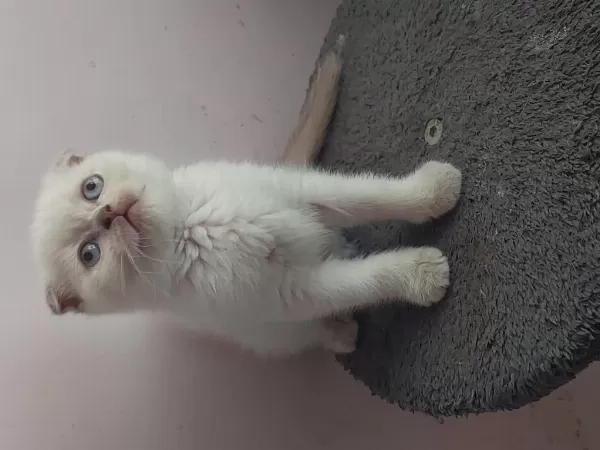 Scottish Fold Prensesler.ilan Açiklamasini Okuyunuz