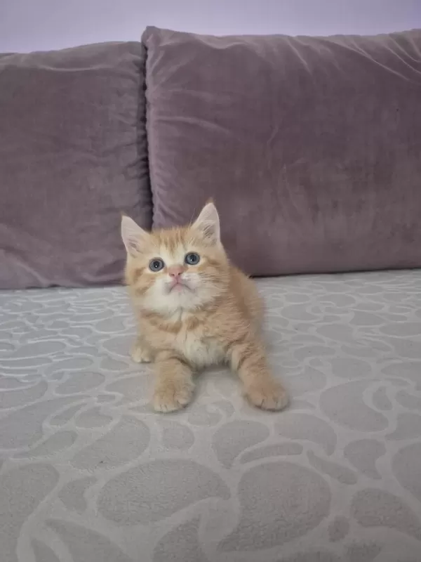 Ücretsiz Erkek British Shorthair