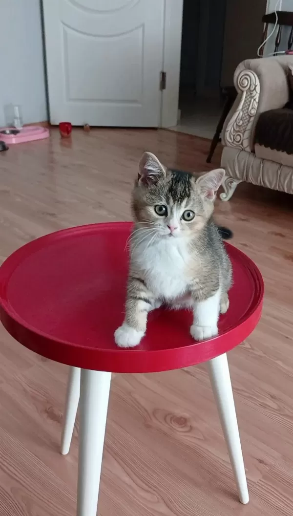 İki Erkek Kardeş Bilek Golden Kedimiz