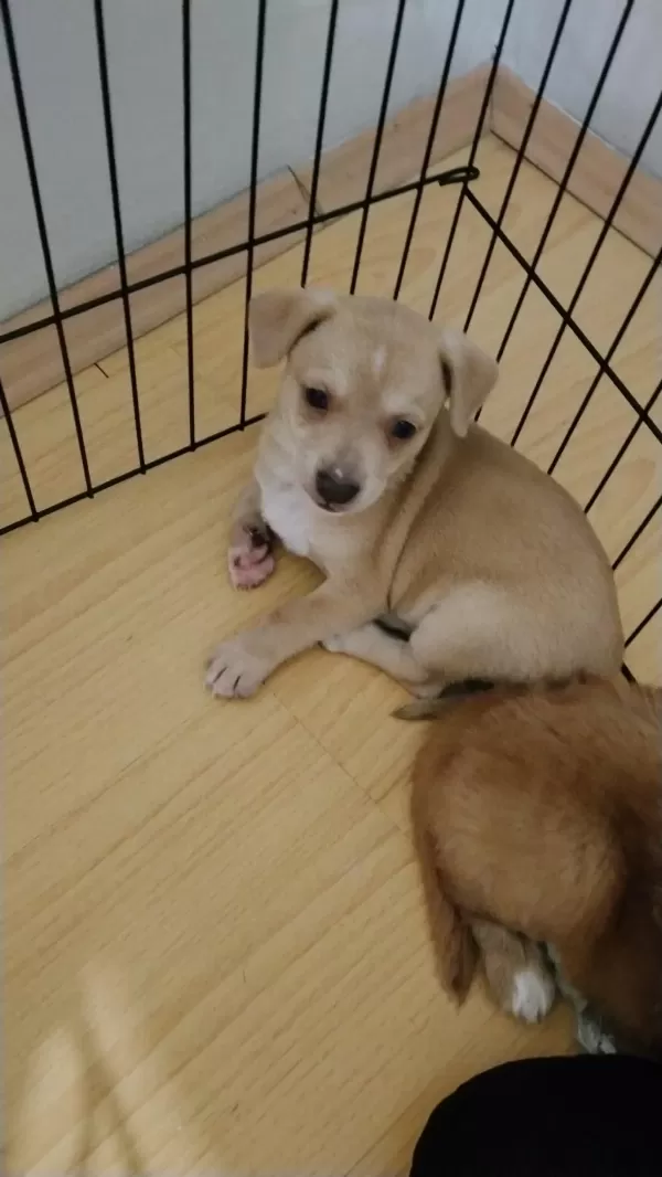 Chihuahua Dişi Kayseri 2,5 Aylık