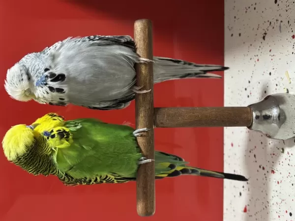 Hazır Çift Tek Erkek Yavru Kuşumuz