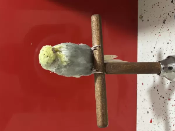 Hazır Çift Tek Erkek Yavru Kuşumuz