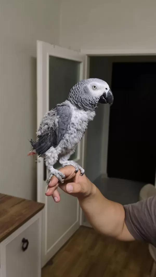 50 Kelime Konuşan Jako Erkek
