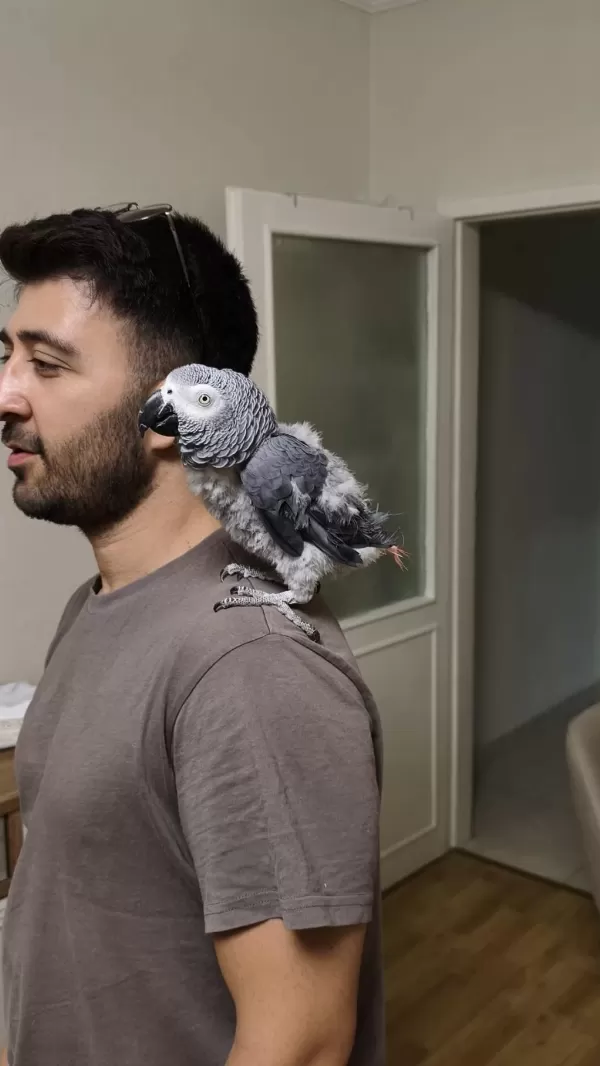 50 Kelime Konuşan Jako Erkek