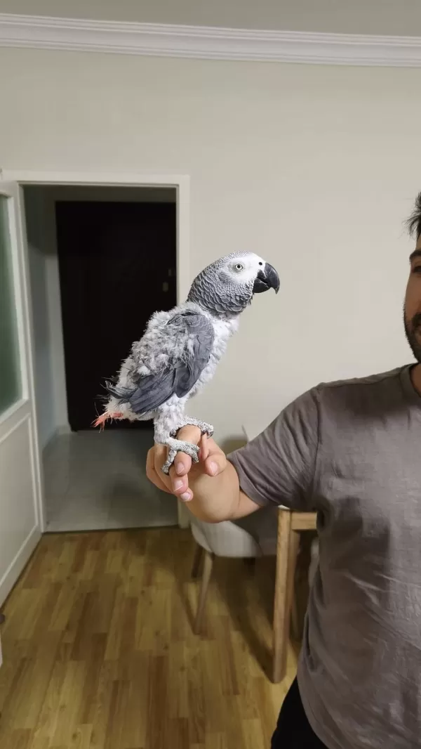 50 Kelime Konuşan Jako Erkek
