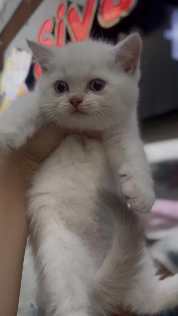 British Shorthair Golden Point Top Kafa Erkek