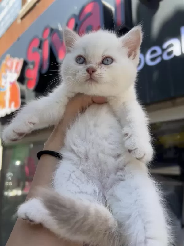 British Shorthair Golden Point Top Kafa Erkek