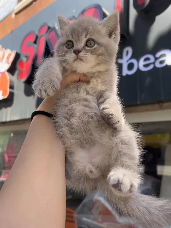 British Shorthair Lilac Top Kafa Erkek