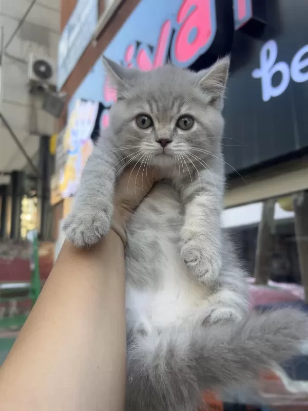 British Shorthair Lilac Top Kafa Erkek