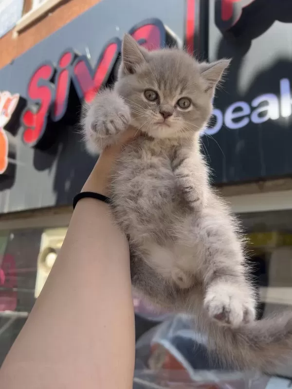 British Shorthair Lilac Top Kafa Erkek