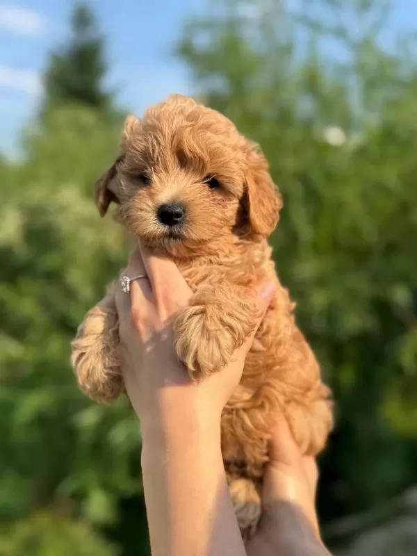 Birbirinden Güzel Maltipoo Teacup Yavrular