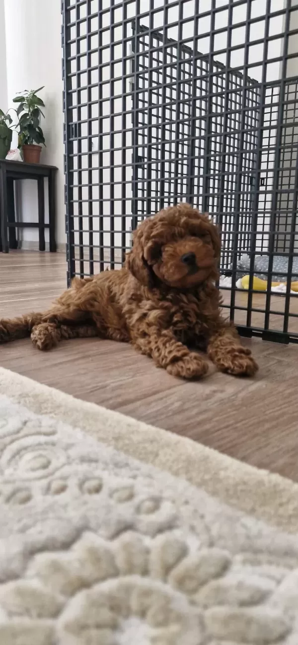 Kıvır Kıvır Dark Brown Poodle Yavrular