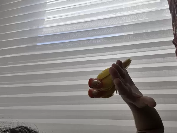 Sağlıklı Çift Sevda Papağanı