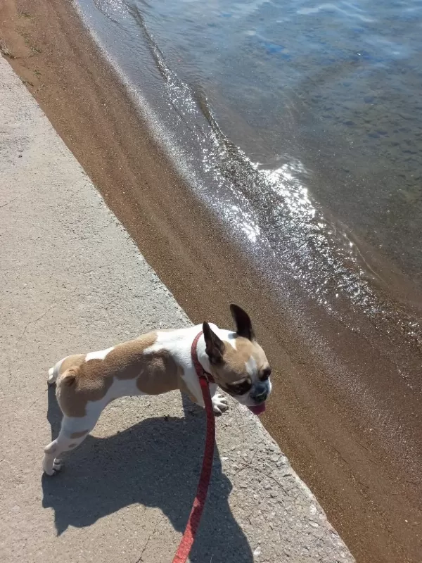 Fransız Bulldog Kızım