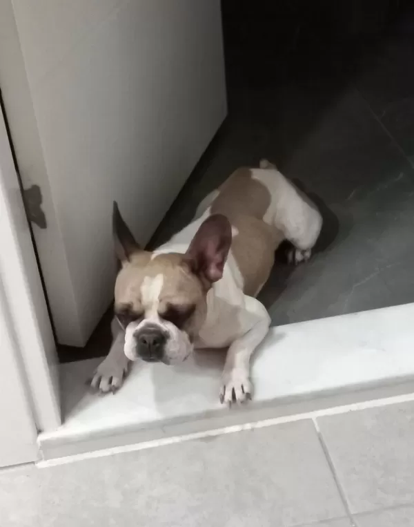 Fransız Bulldog Kızım