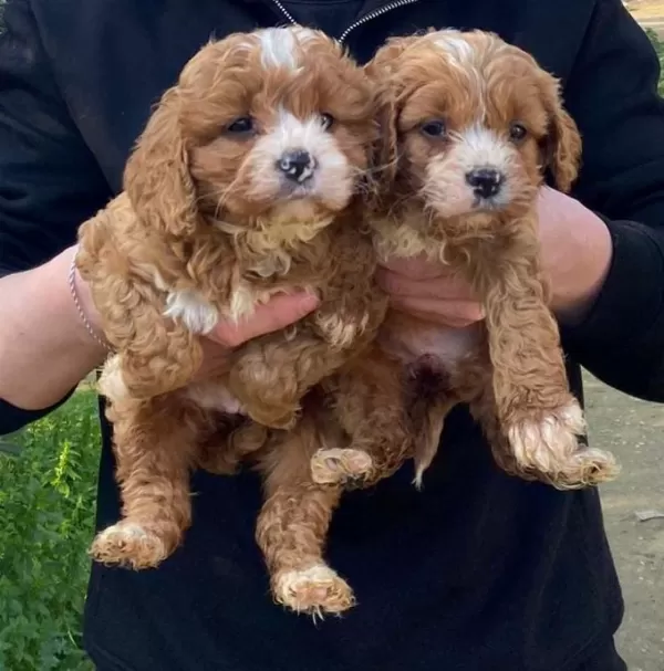 Orjinal Teacup Garantili Maltipoo