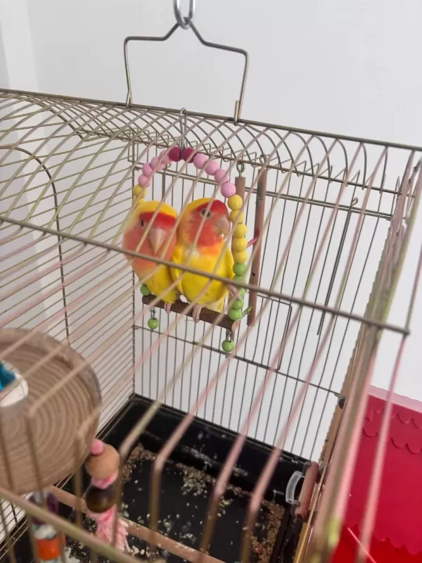 Çift Halinde Yumurtalamaya Hazır Sevda Papağanı