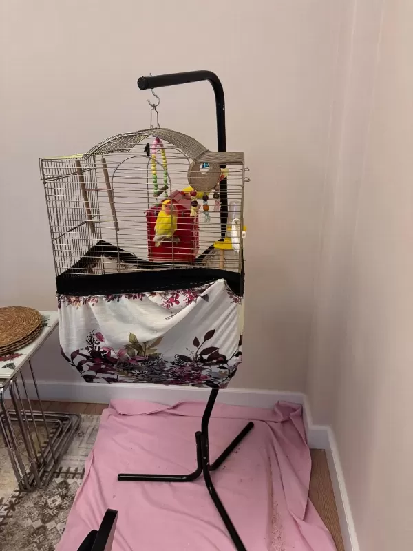 Çift Halinde Yumurtalamaya Hazır Sevda Papağanı